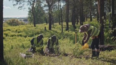 Asyalı kadın bahçıvanın mahsur kalmış fideleri erkek meslektaşları tarafından güneşli bir yaz gününde ormana ekildi.