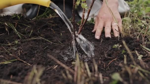 Sección Baja Riego Jardinero Irreconocible Acaba Plantar Plantones Árboles — Vídeos de Stock