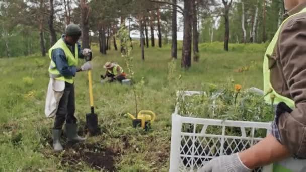 朝森の中で掘っているアフリカ系アメリカ人の同僚に苗の箱を持ってくる男性庭師の追跡 — ストック動画