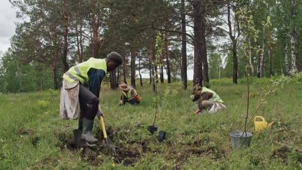 苗を植える前に森の中で掘る若いアフリカ系アメリカ人の庭師の広いショット 背景で働く同僚 — ストック動画