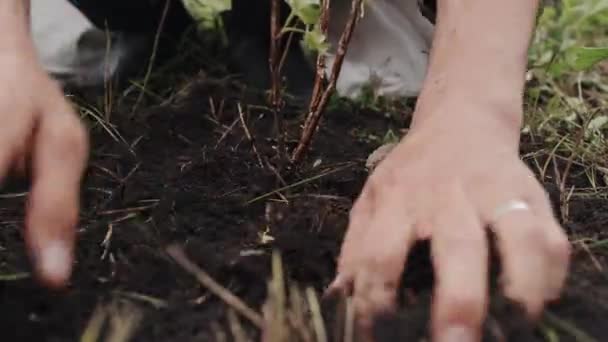 低段无法辨认的园丁在树苗周围捣碎土壤 — 图库视频影像