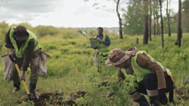 Inclinaison Trois Écologistes Qui Reboisent Dans Les Bois Jour Nuageux — Video