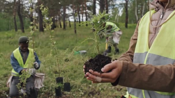 Środek Uprawianego Ogrodnika Trzymającego Sadzonki Rękach Stojący Lesie Dzień Koledzy — Wideo stockowe