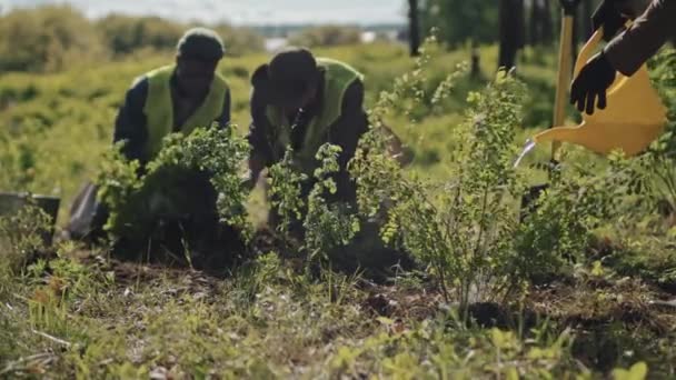 Fermeture Clef Jardinier Cultivé Arrosant Des Semis Arbres Juste Plantés — Video