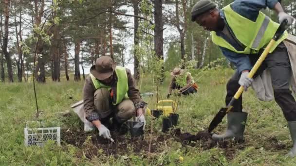 Nízký Úhel Zahradníků Zelených Reflexních Vestách Kopání Výsadba Stromů Lese — Stock video