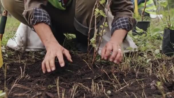 Bassa Sezione Giardiniere Irriconoscibile Piantare Albero Alberello Nel Terreno — Video Stock