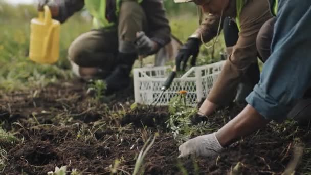 Angle Bas Des Agriculteurs Cultivés Plantant Des Fleurs Dans Sol — Video