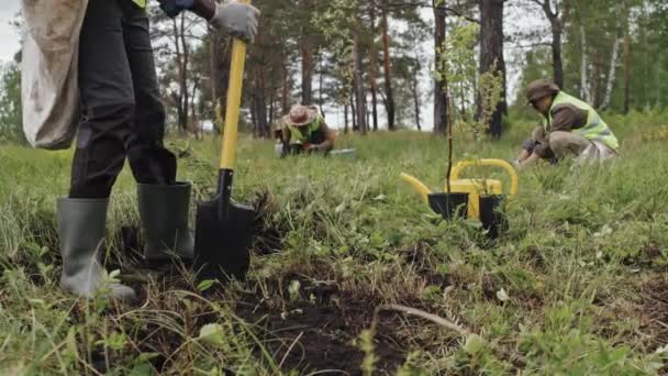 Niska Sekcja Upraw Męskiego Ogrodnika Kopającego Lesie Przed Sadzeniem Sadzonek — Wideo stockowe