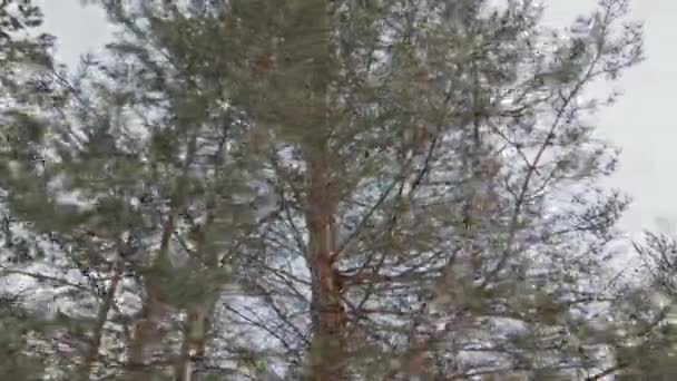 Laag Uitzicht Geen Mensen Geschoten Van Groenblijvende Pijnbomen Het Bos — Stockvideo