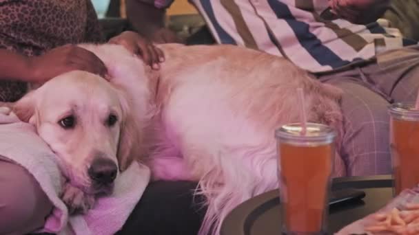 Midsection Mulher Cortada Homem Com Cão Golden Retriever Sentado Sofá — Vídeo de Stock