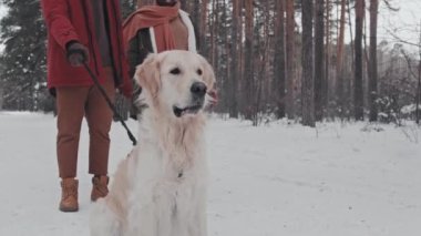 Sevimli Golden Retriever köpeğinin düşük açılı tasması ve kışın ormanda kırpılmış bir çift sahibi.