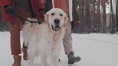 Tatlı Golden Retriever 'ın alçak kesimi kış ormanlarında güpegündüz kırpılmış bir çiftle yürüyüş yapıyor.