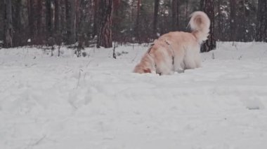 Karlı kış ormanlarında top oynayan sevimli, mutlu Golden Retriever köpekleri.
