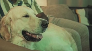 Mutlu Golden Retriever sahiplerinin orta kesiminde oturma odasında kanepede oturup, akşamları televizyon izliyorlar.