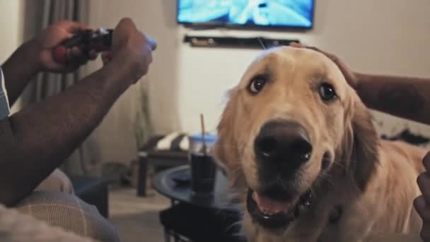 Närbild Mynningen Glad Golden Retriever Vardagsrummet Beskärs Ägare Sällskapsdjur Hund — Stockvideo