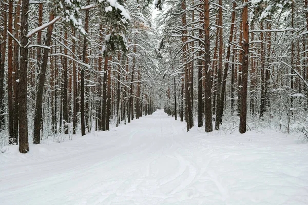 Přední Pohled Dlouhou Cestu Podél Borovic Lese Pokryté Sněhem Kde — Stock fotografie