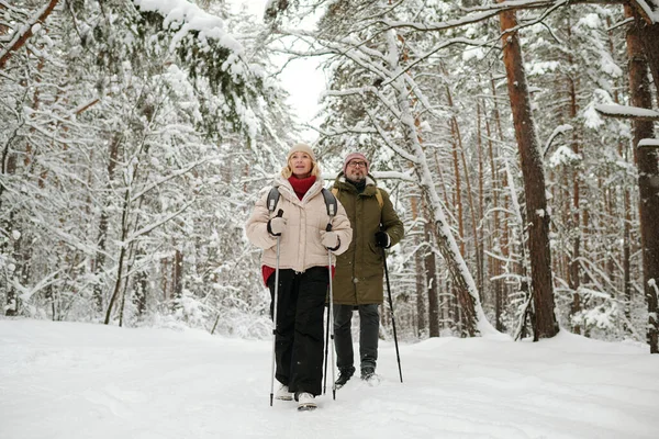 Active Senior Couple Backpacks Trekking Pinetree Forest Weekend Enjoying Spending — Stock Photo, Image