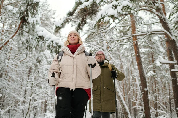 冬の週末やレジャーで森の中でトレッキングしながら 彼女の夫の前で歩く冬の成熟したブロンドの女性 — ストック写真
