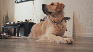 Tatlı Golden Retriever köpeğinin gündüz vakti oturma odasında yerde yatıp etrafa bakınması.