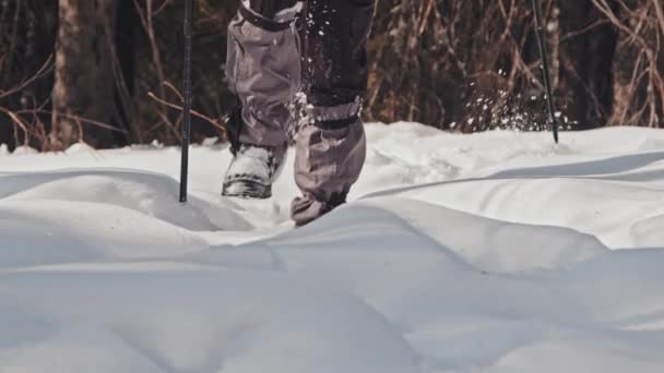 Low Section Unrecognizable Person Walking Snowdrift Winter Forest Using Trekking — Stock Video