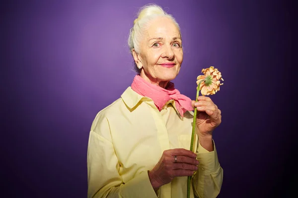 Счастливая Бабушка Свежей Герберой Стоящей Перед Камерой Позирующей Фиолетовом Фоне — стоковое фото