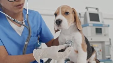 Steteskopla köpek yavrusunun kalp atışlarını inceleyen genç hemşirenin orta boy yakın çekimi.