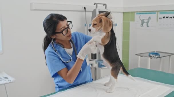 Dolly Inyección Médico Veterinario Joven Uniforme Perro Examinador Clínica Veterinaria — Vídeo de stock