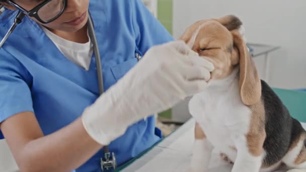 Medio Primer Plano Del Veterinario Uniforme Examinar Los Dientes Cachorro — Vídeo de stock