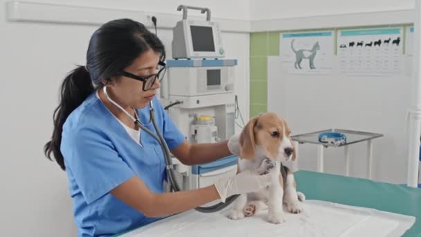 Veterinaria Femenina Uniforme Examinando Cachorro Con Estetoscopio Durante Examen Médico — Vídeo de stock