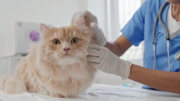 ภาพใกล ดของส ตวแพทย ตรวจสอบห ของแมวในบ ระหว างการตรวจร างกายในคล — วีดีโอสต็อก