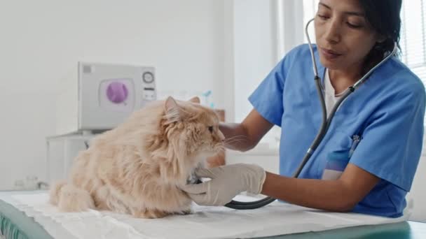 Médica Veterinária Uniforme Examinando Gato Com Estetoscópio Durante Exame Médico — Vídeo de Stock