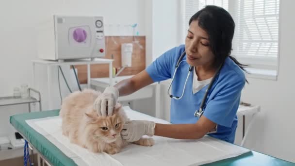 Θηλυκός Κτηνίατρος Στολή Που Εξετάζει Την Οικιακή Γάτα Ξαπλωμένη Στο — Αρχείο Βίντεο