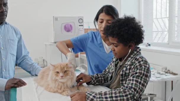 Bayan Veteriner Çocuk Steteskop Kullanmayı Öğretiyor Babasıyla Kliniğe Giderken Kedisini — Stok video