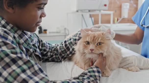 Piccolo Ragazzo Accarezzando Suo Gatto Sdraiato Sul Tavolo Mentre Veterinario — Video Stock