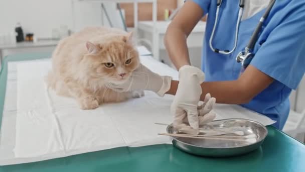Médico Veterinario Haciendo Higiene Gato Doméstico Ella Limpiando Sus Oídos — Vídeo de stock