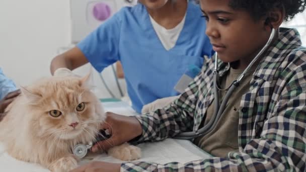 Niño Afroamericano Escuchando Latidos Del Corazón Gato Durante Examen Médico — Vídeo de stock