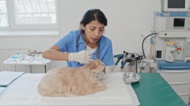 Üniformalı kadın veteriner ofisteki evcil kediye hijyen yapıyormuş.