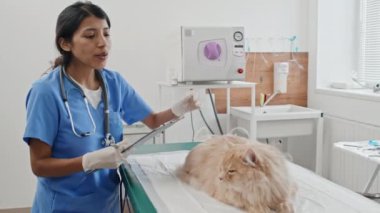 Evcil kediyi muayene ettikten sonra reçete yazan üniformalı bir kadın veteriner.