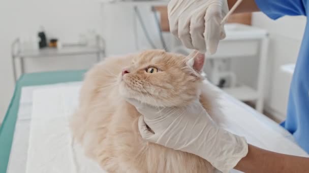 Hijyen Prosedürü Sırasında Evcil Kedilerin Kulaklarını Pamukla Temizleyen Veteriner Doktorunun — Stok video