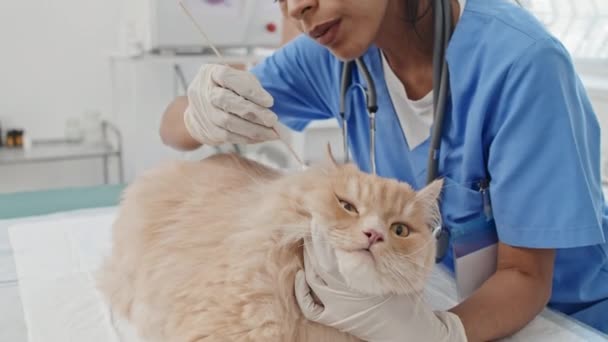 수의사인 례장에서 위생학을 막대를 사용하여 고양이 의귀를 — 비디오