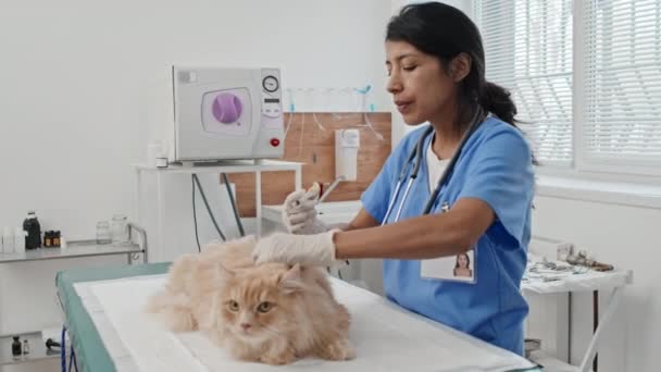 Üniformalı Profesyonel Veteriner Klinikteki Tıbbi Prosedür Sırasında Virüsten Gelen Kediye — Stok video
