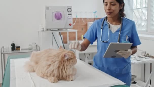 Genç Veteriner Kadın Dijital Tablet Ekranına Bakıyor Ofisinde Evcil Kedi — Stok video
