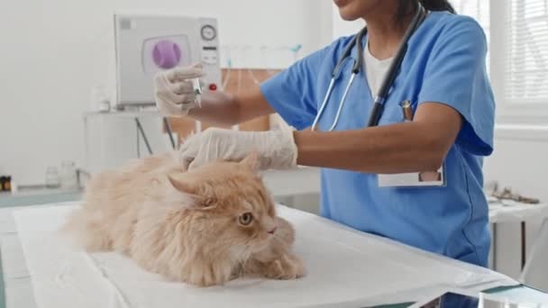 Средний План Ветеринарного Врача Делающего Вакцинацию Кошке Болезни Время Медицинской — стоковое видео