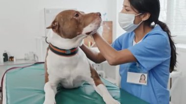 Veteriner kliniğinde evcil köpekle ilgilenen koruyucu maskeli profesyonel veteriner fotoğrafı.