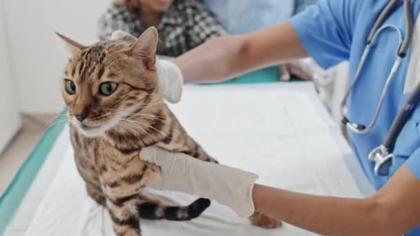 Primer Plano Del Veterinario Sosteniendo Gato Por Matorral Del Cuello — Vídeo de stock