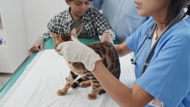 Высокий Угол Обзора Молодого Ветеринара Осматривающего Шерсть Тело Чистокровного Кота — стоковое видео