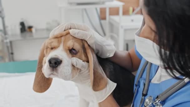 Detailní Záběr Veterinářky Ochranné Masce Vyšetřující Oči Štěněte Psa Veterinární — Stock video
