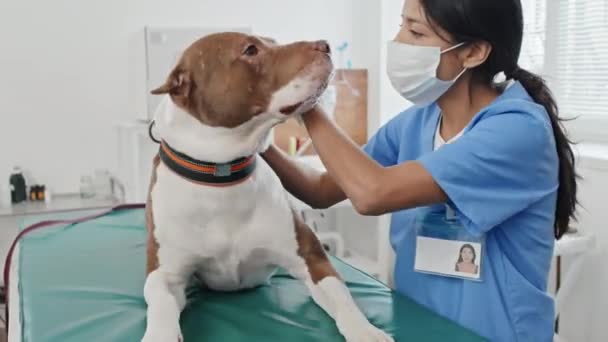 Tiro Médio Profissional Veterinário Jovem Máscara Protetora Cuidando Cão Doméstico — Vídeo de Stock