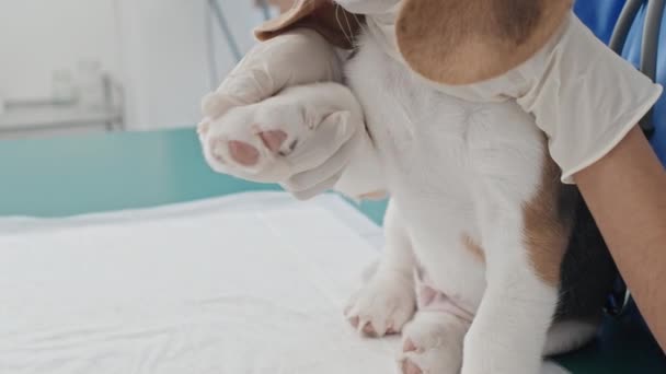 Κοντινό Πλάνο Του Κτηνιάτρου Γάντια Αγγίζοντας Πόδι Του Σκύλου Κατά — Αρχείο Βίντεο
