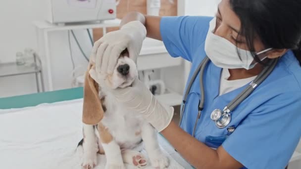 Средний Крупный План Ветеринарного Врача Маске Осматривающего Зубы Уши Собаки — стоковое видео